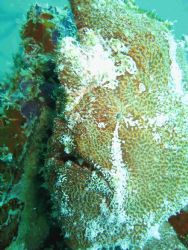 Frogfish standing under a jetty in Mabul, Malaysia by Alessandra Da Re 